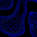 Exploring the Relationship Between Scent Receptors and Genetics